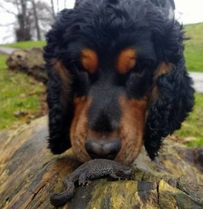Rocky great crested newt detection dog