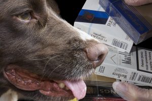 Illegal Tobacco Sniffer Dog