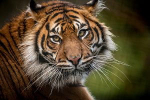 Sumatran Tiger