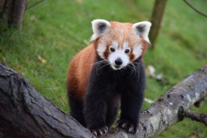 Red Panda