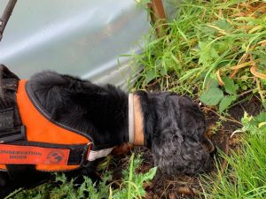Great Crested Newt Detection Dog