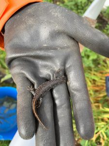 Great Crested Newt Detection Dog 