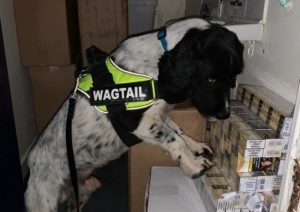 Tobacco Detection Dog