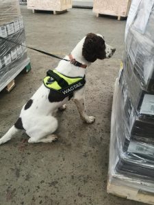 FREDDs Sniffer Dog