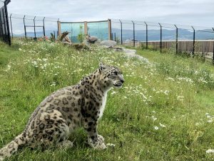 Snow Leopard