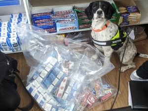 Wagtail Tobacco Detection Dog