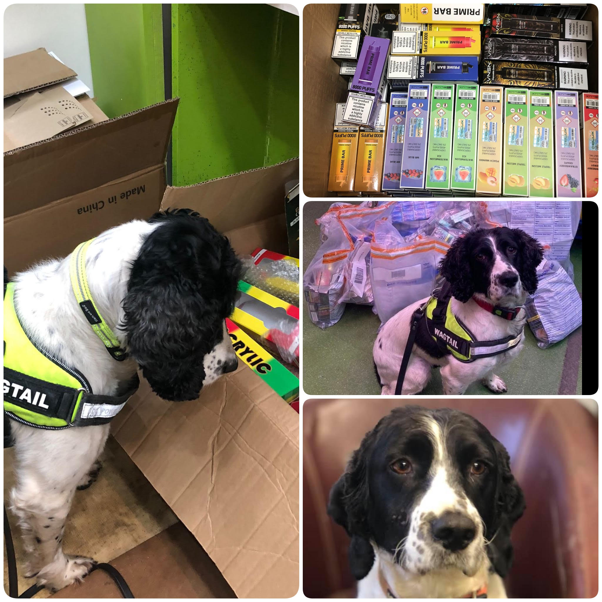 Specialist sniffer dog detects illegal vapes Wagtail UK