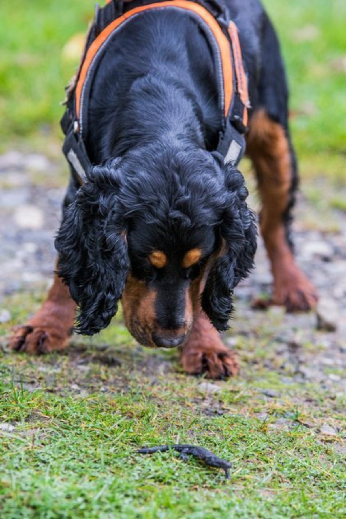 great crested newt detection dog