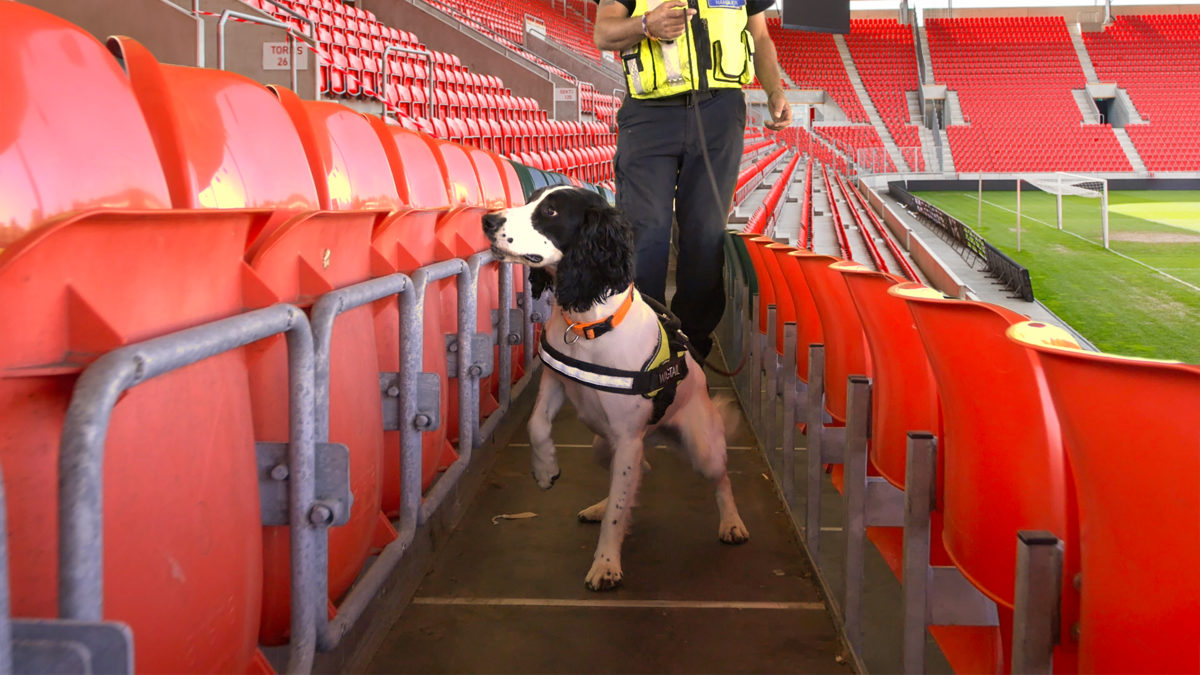 Explosives Detection Dog