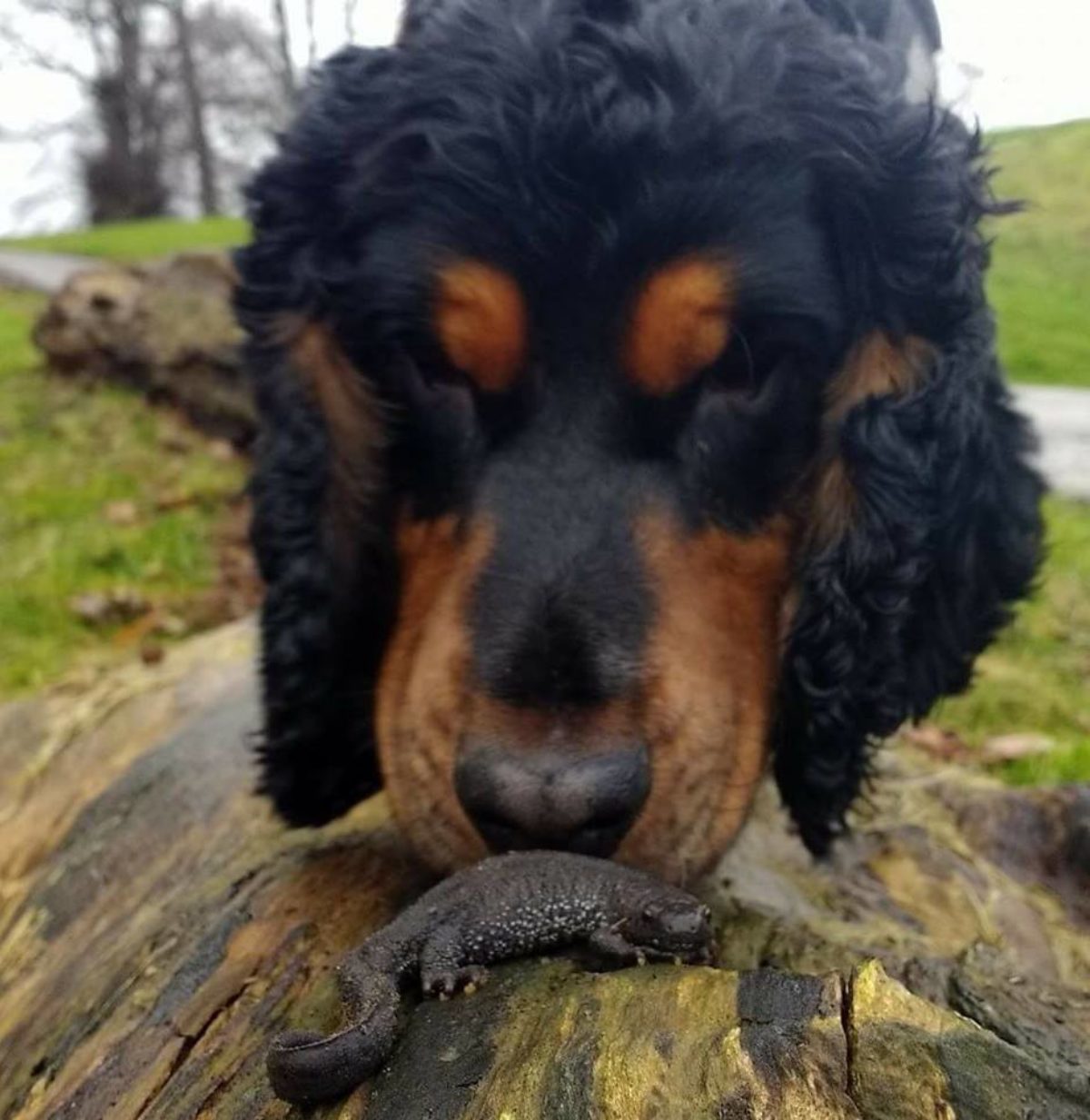 great crested newt detection dog