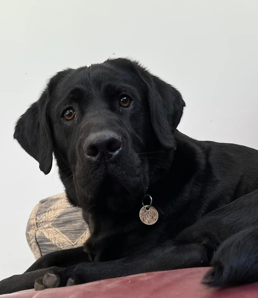 Bear Demonstrates His Scent Detection Skills at WCNC Chamber Event ...